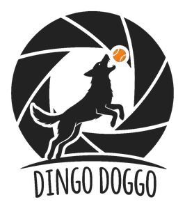 Dingo Doggo Photography