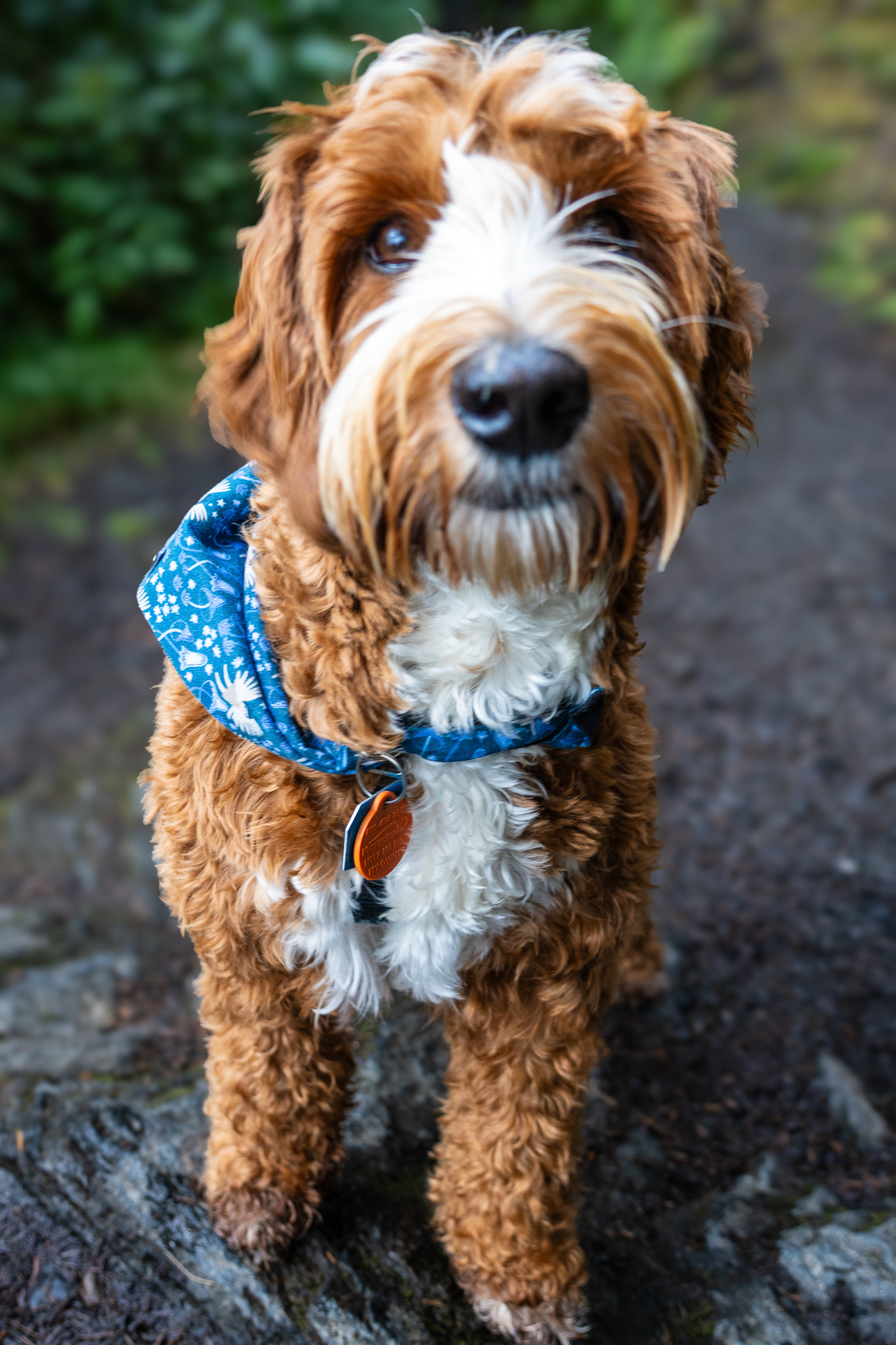 An apricot labradoodle with a blue collar gazing into the camera
