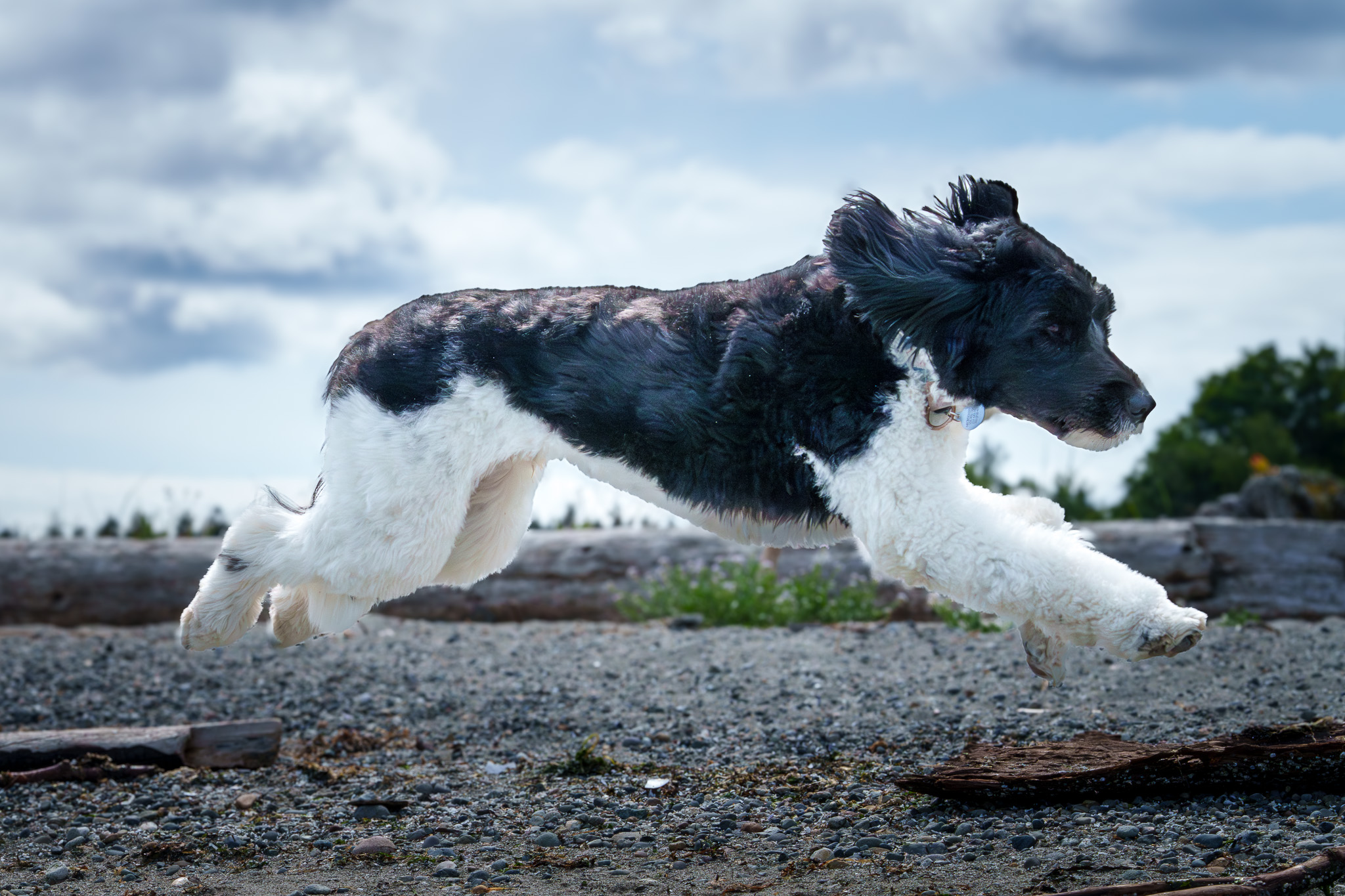 A black and white dog leaping over driftwood on a pebble beach