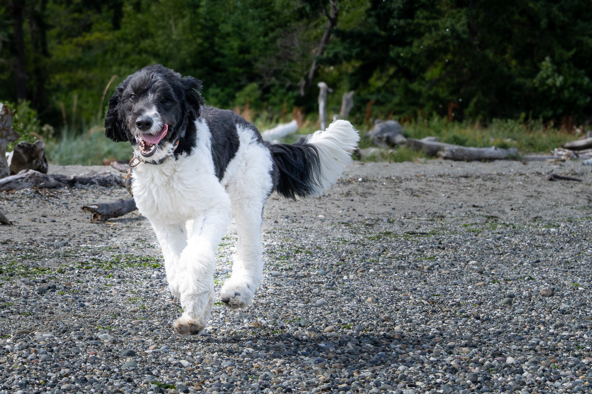 A black and white dog standing on a pebble beach, tongue out