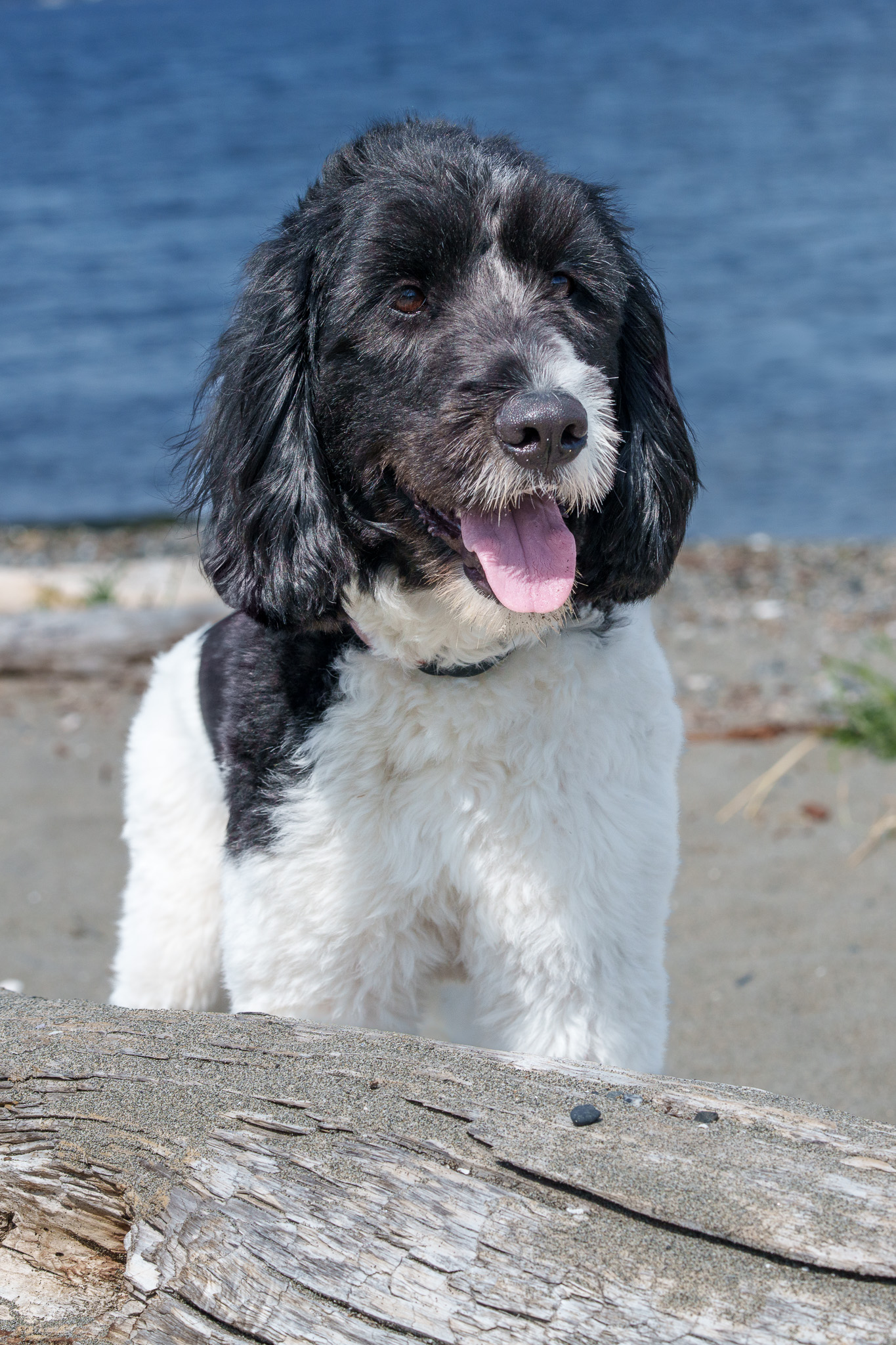 A black and white spaniel looking up from a weathered wooden deck