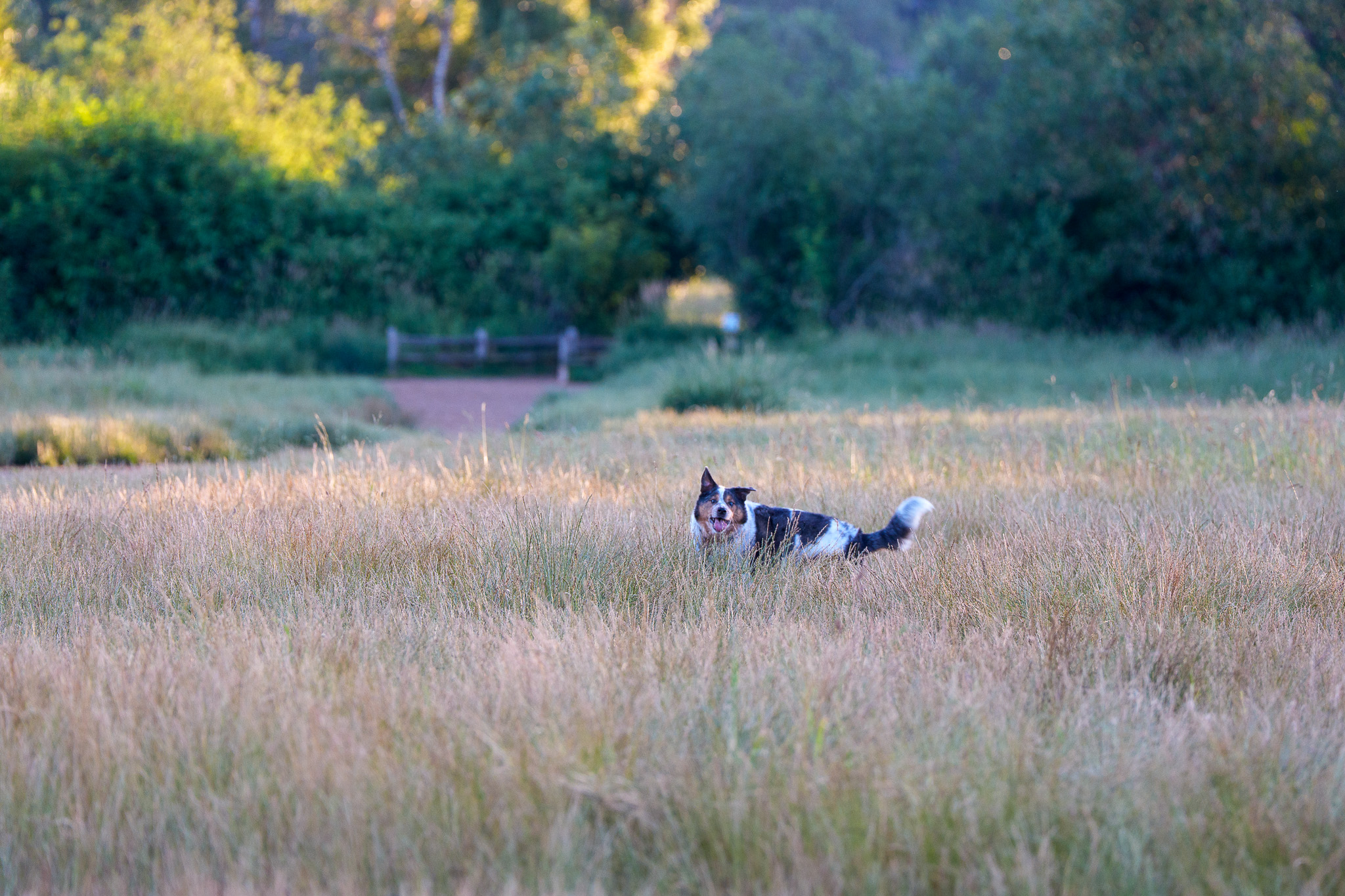 A dog roaming a wide grassy meadow in golden light