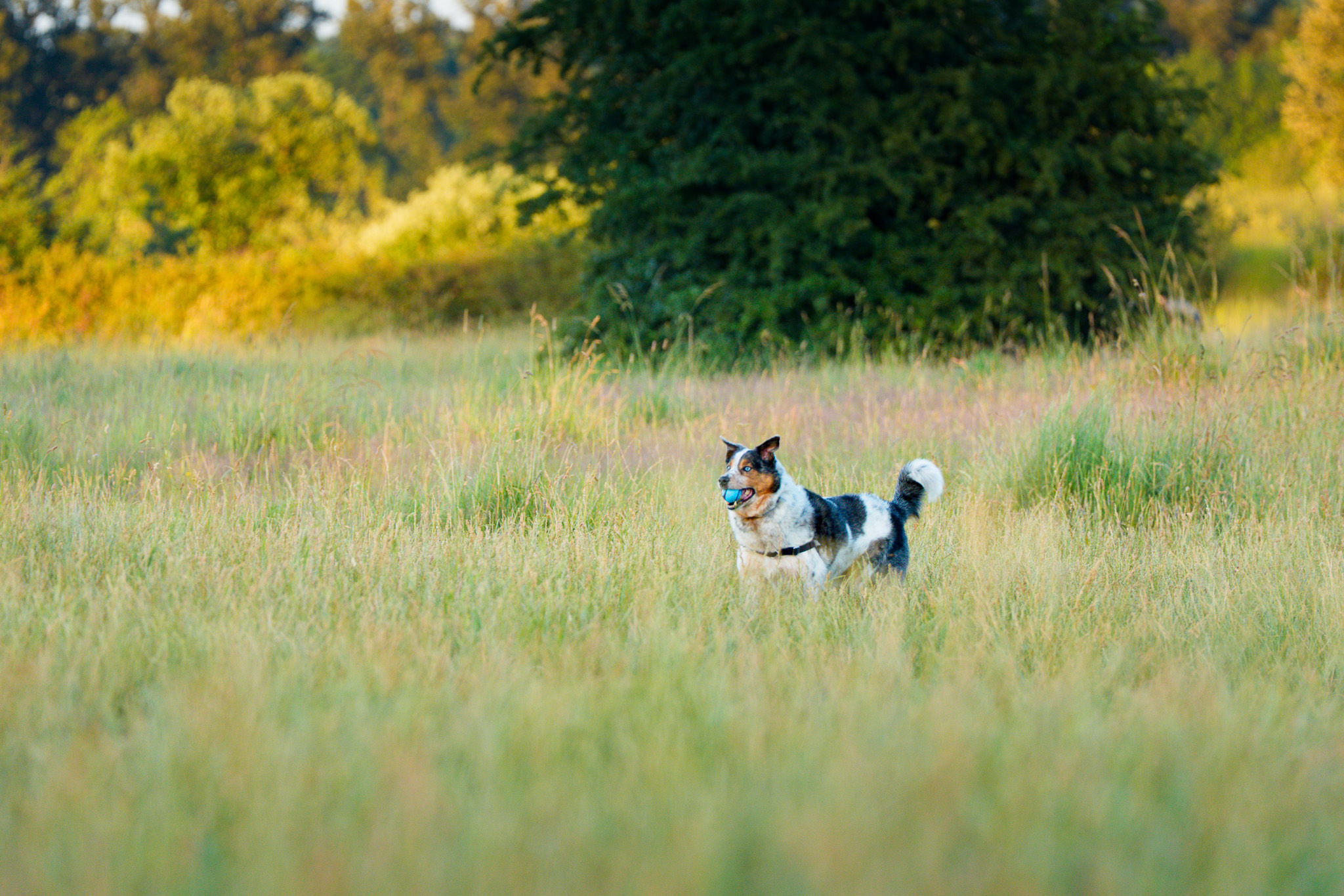 A small dog standing alert in a tall green meadow