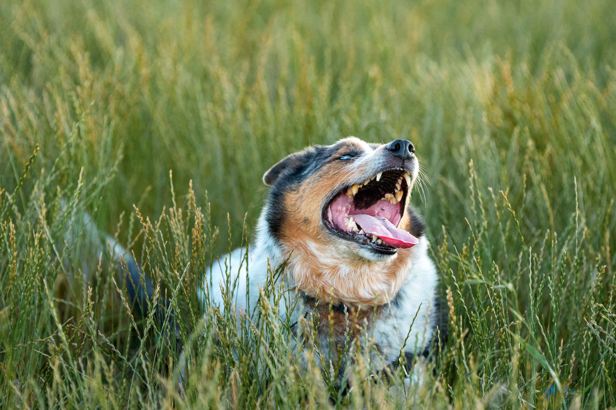 A merle Australian shepherd mid-bark in tall green grass