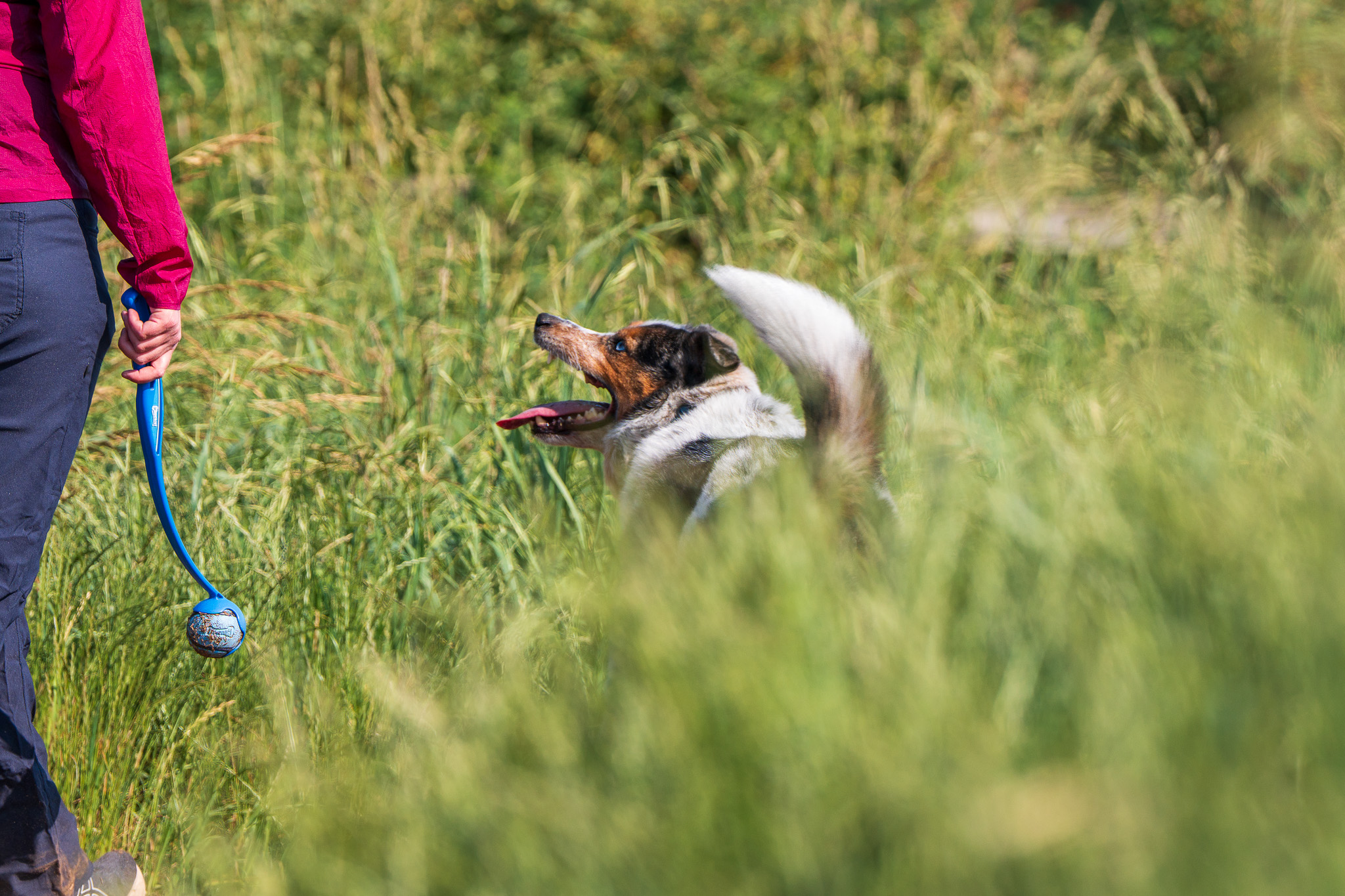 A merle Australian shepherd on a leashed walk through a meadow