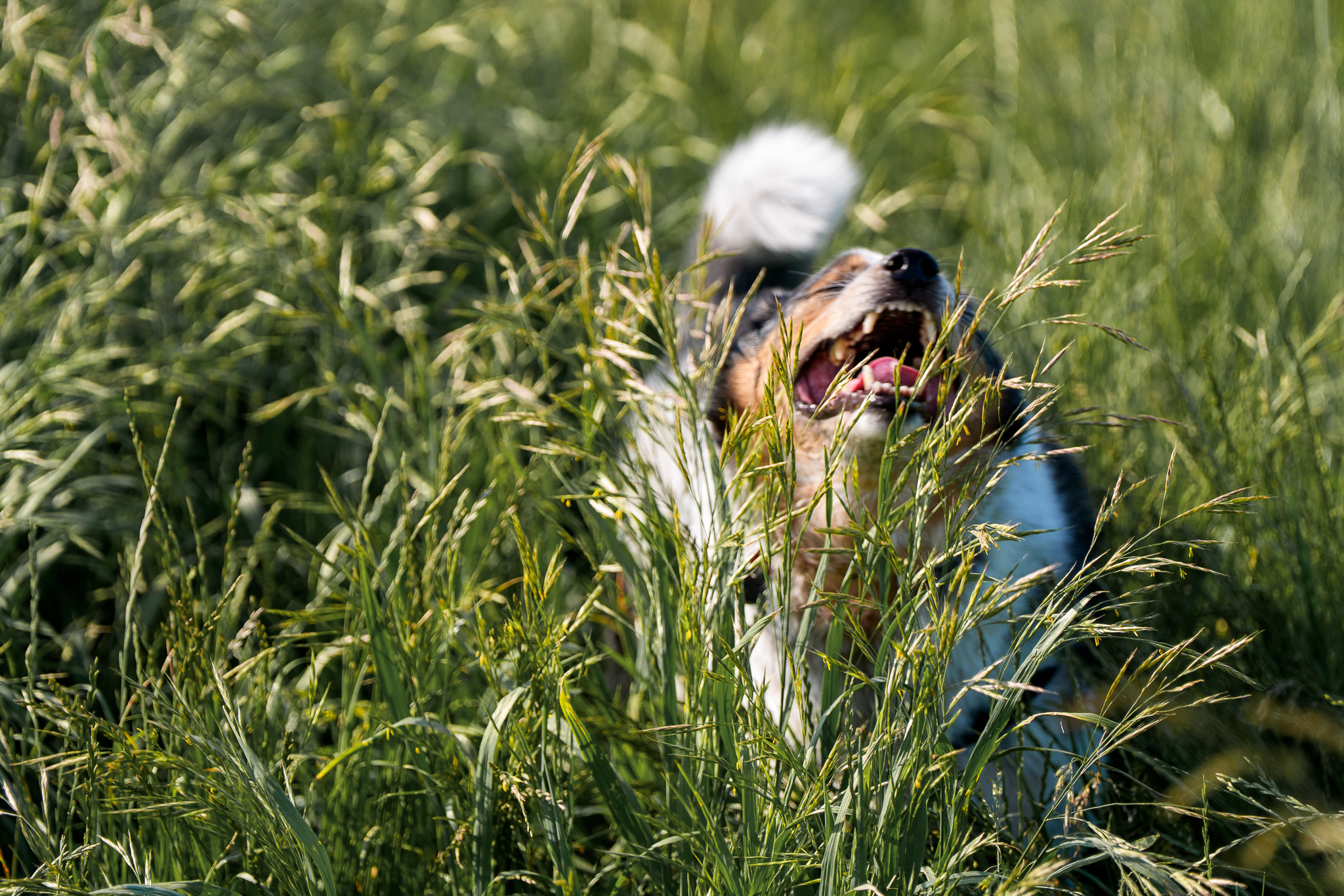 A fluffy dog carrying a toy through tall summer grass