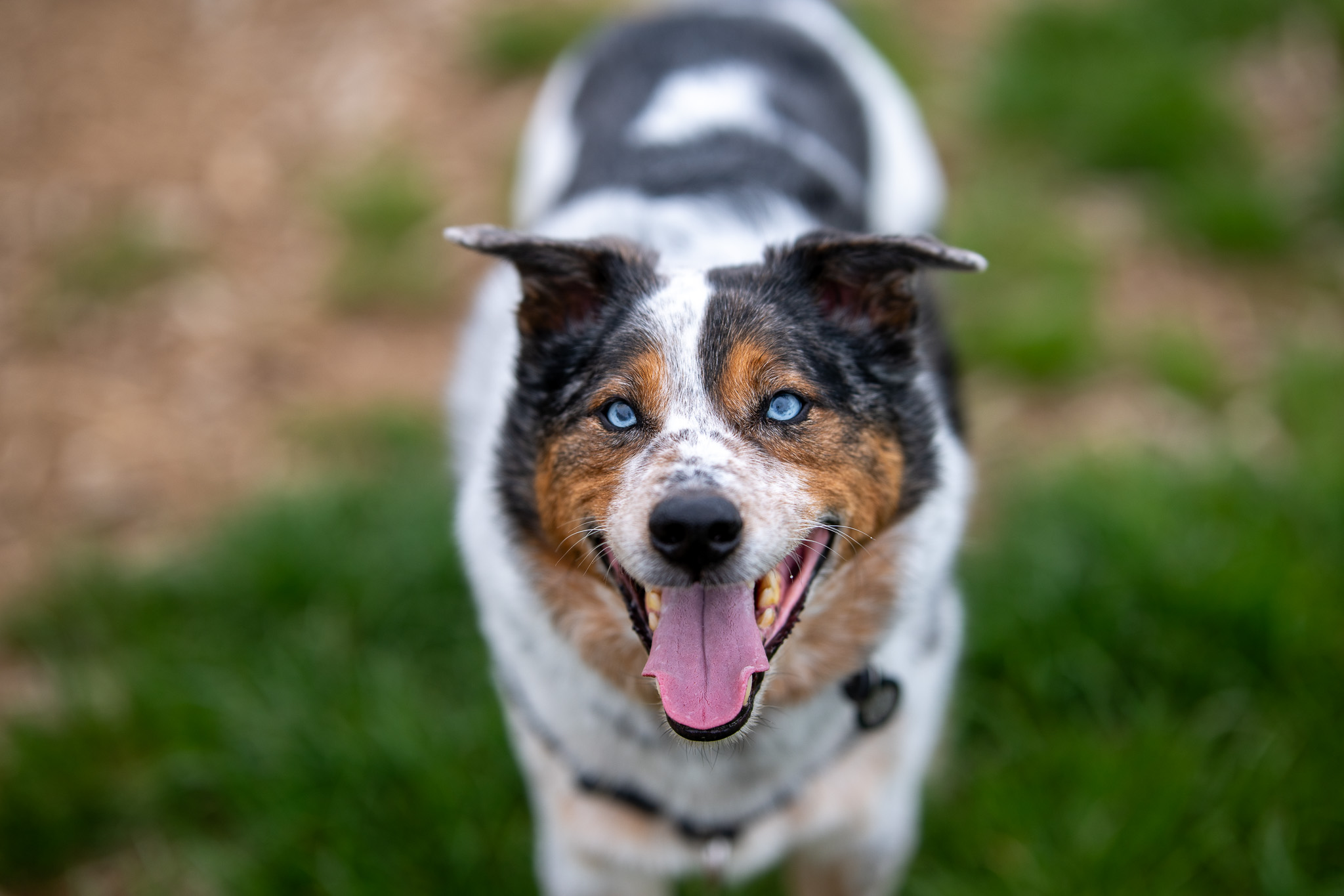Portrait of a blue merle Australian shepherd in green grass
