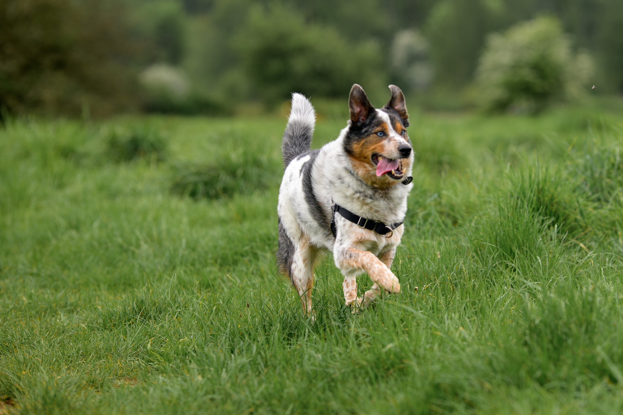 A tricolor dog running toward the camera through a meadow