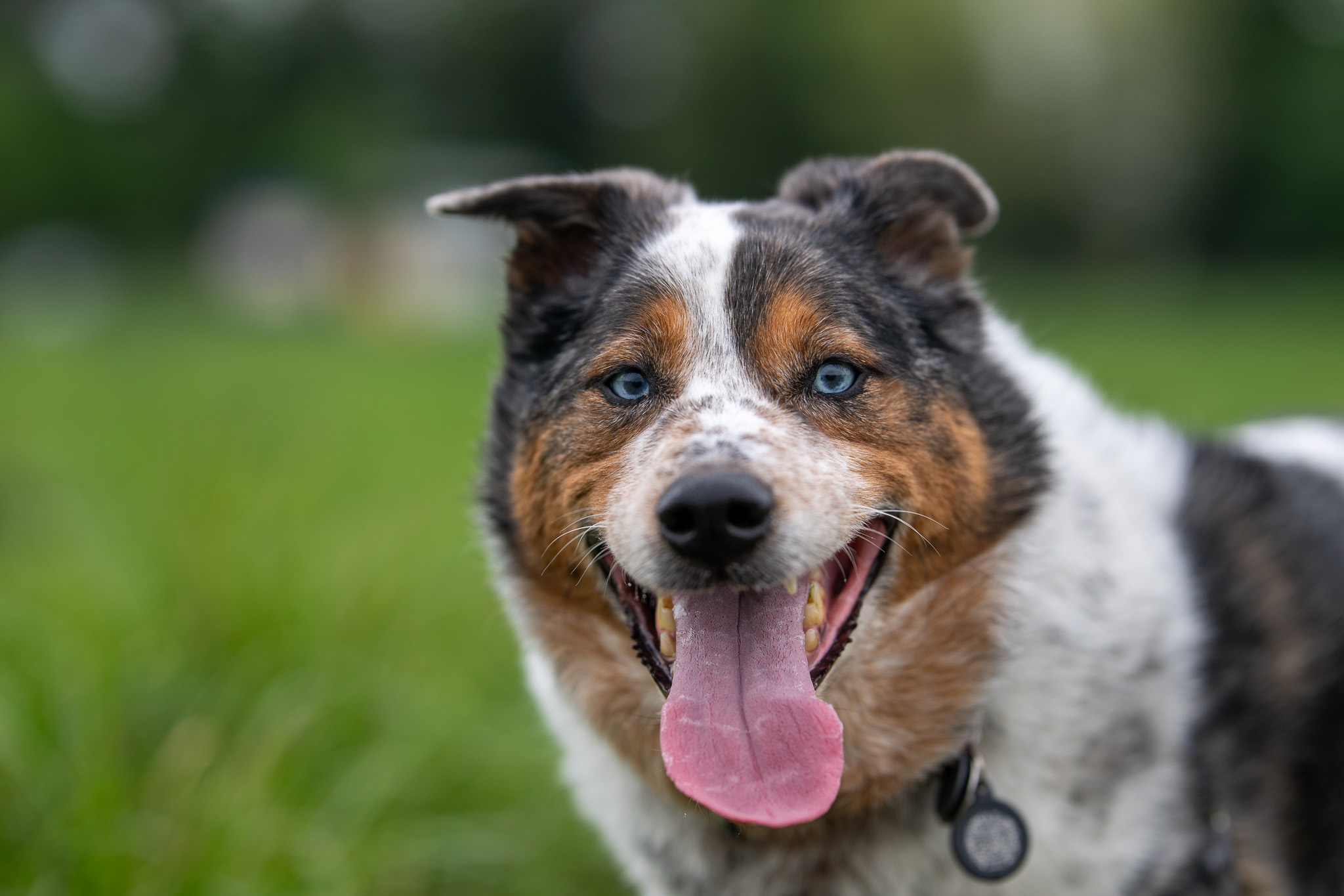 A merle Australian shepherd sitting in the grass in a red collar