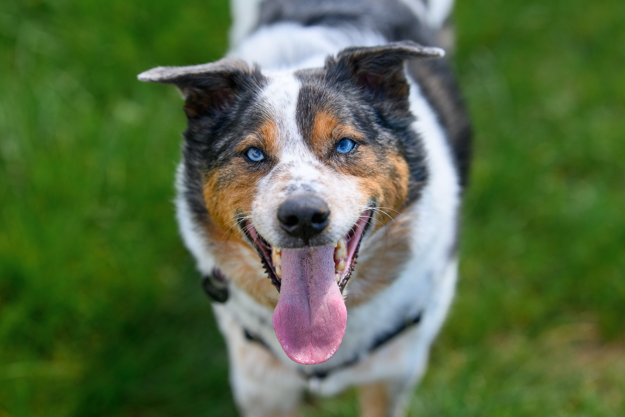 A merle Australian shepherd sitting in the grass, tongue out