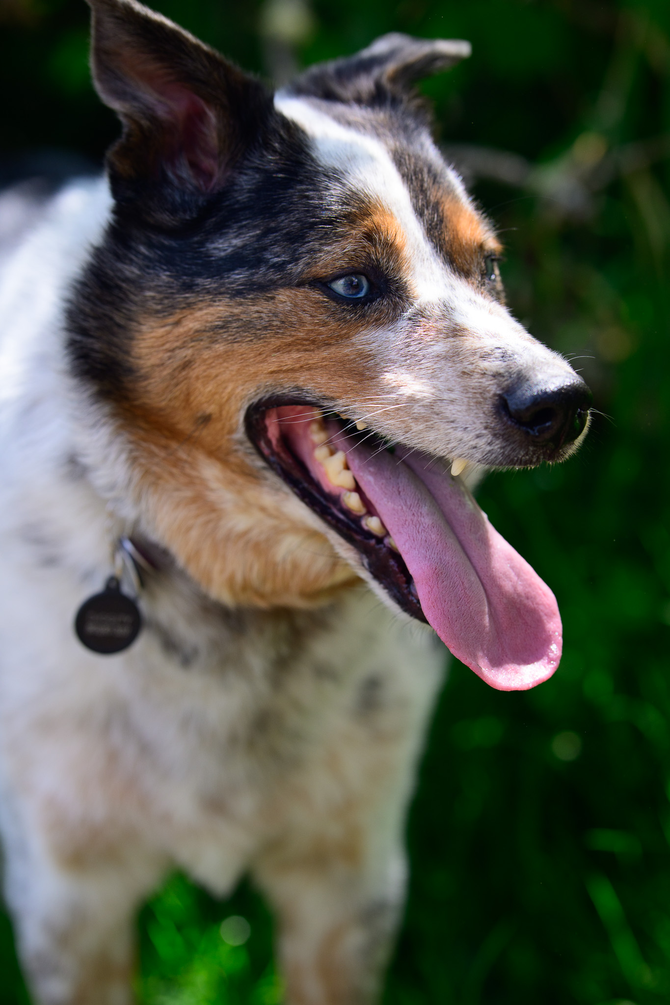 Portrait of a merle Australian shepherd panting against soft greenery