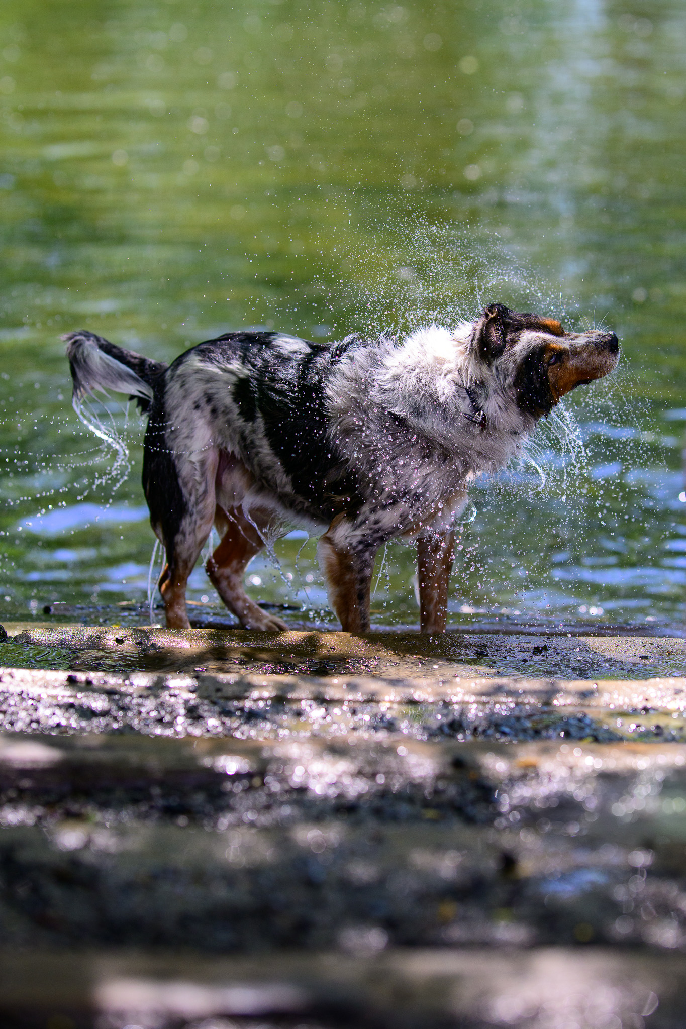 A merle Australian shepherd standing in shallow lake water
