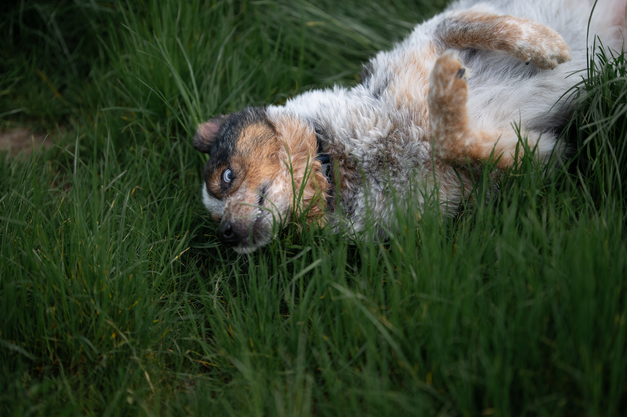 A merle Australian shepherd rolling on its back in the grass