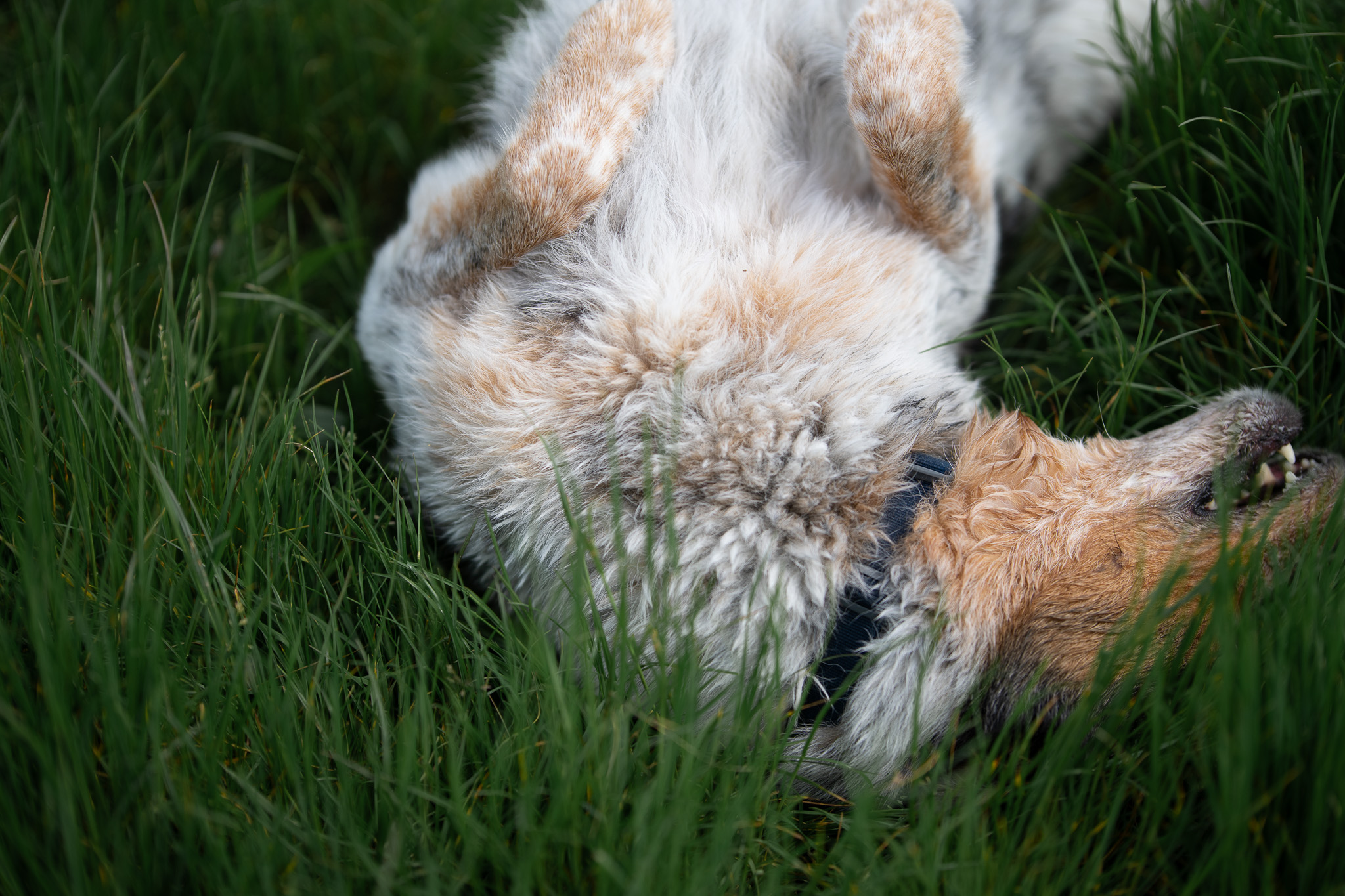 A merle Australian shepherd rolling playfully in the grass