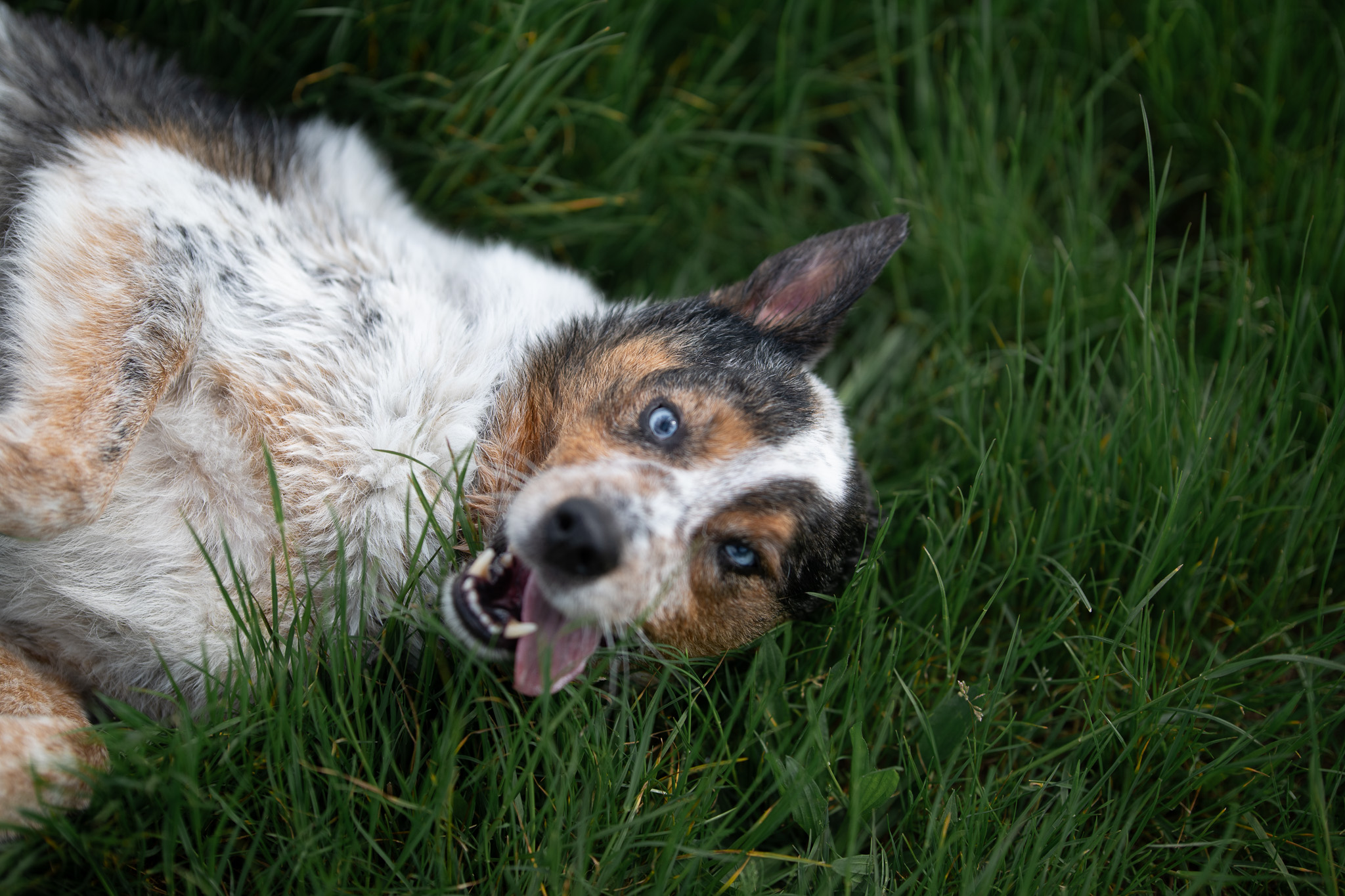 A merle Australian shepherd lying in the grass, looking at the camera