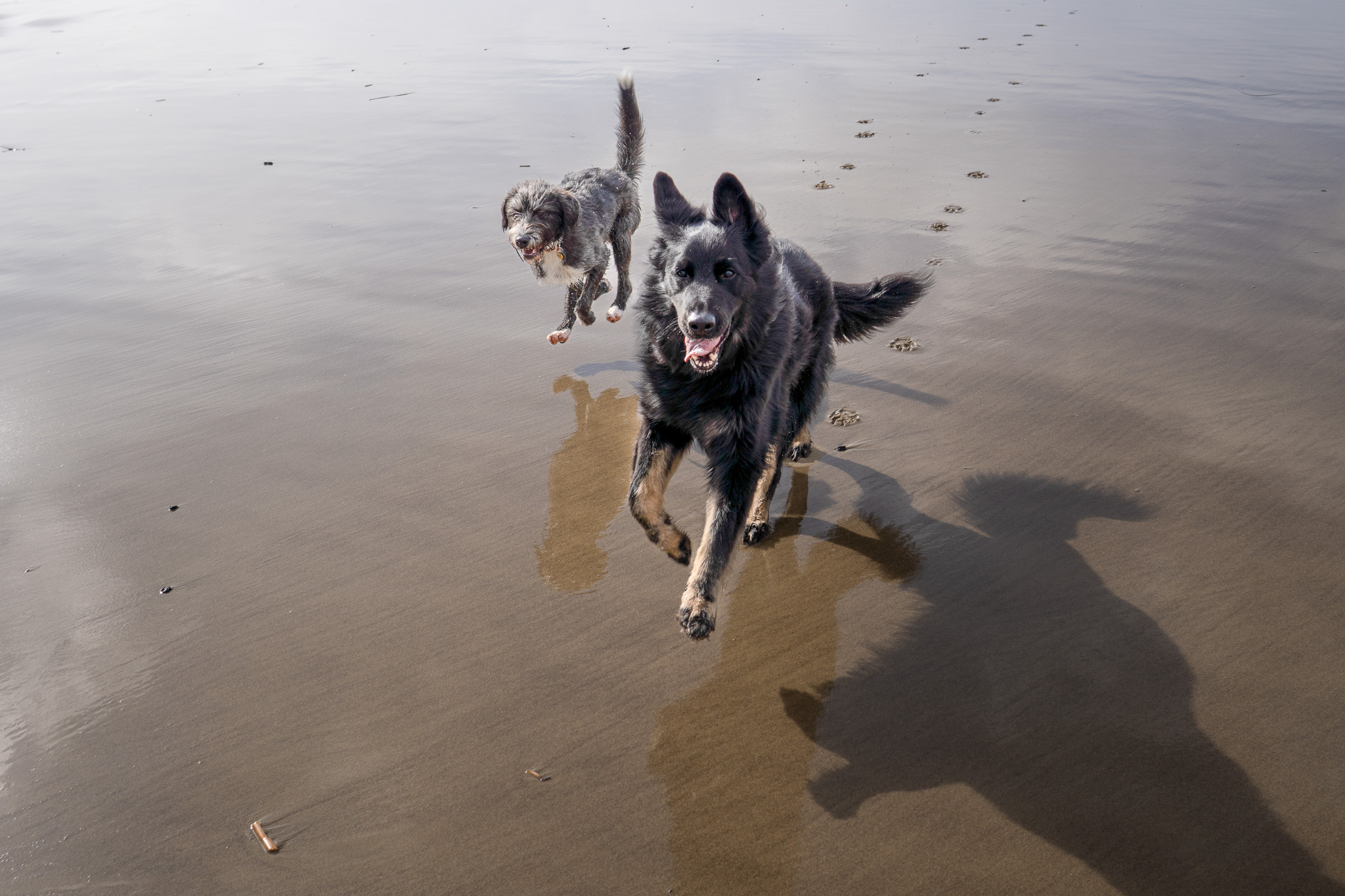 A black and white dog running across wet beach sand