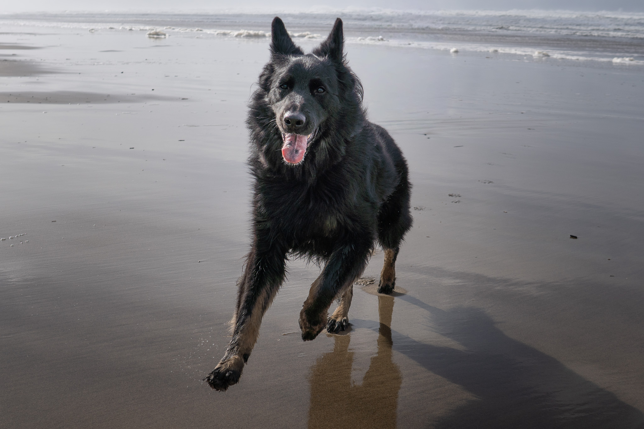A tricolor dog standing on the wet sand at the beach