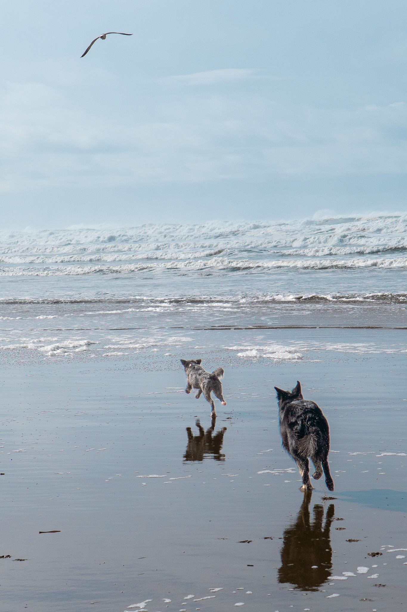 A dog on a wide ocean beach as seagulls scatter overhead