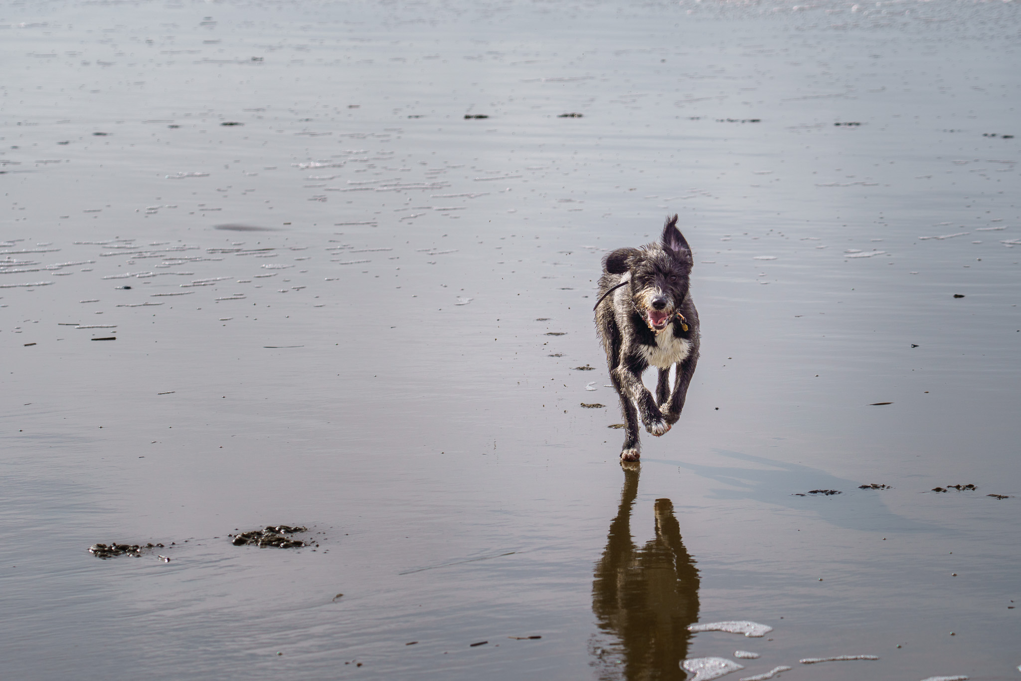 A dog reflected on the wet sand of an empty beach
